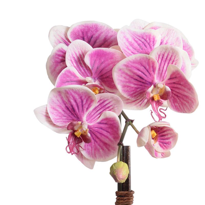 Phalaenopsis Orchid (Duplicate)