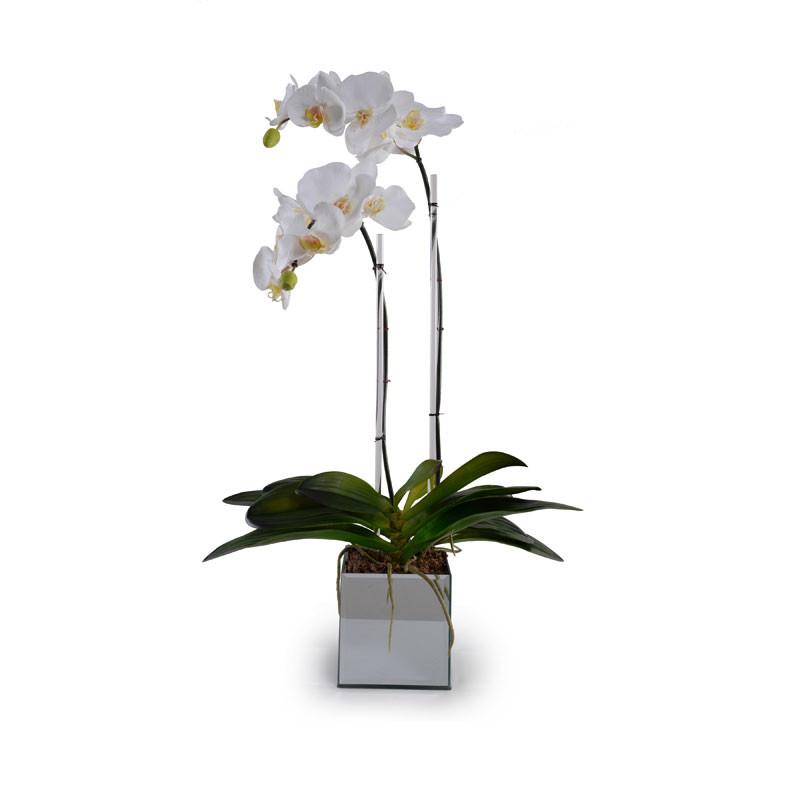 Phalaenopsis Orchid in Mirror Container