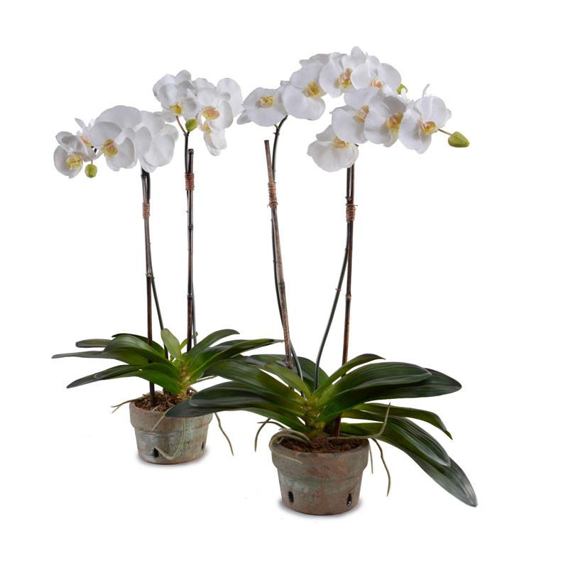Phalaenopsis Orchid (Duplicate)