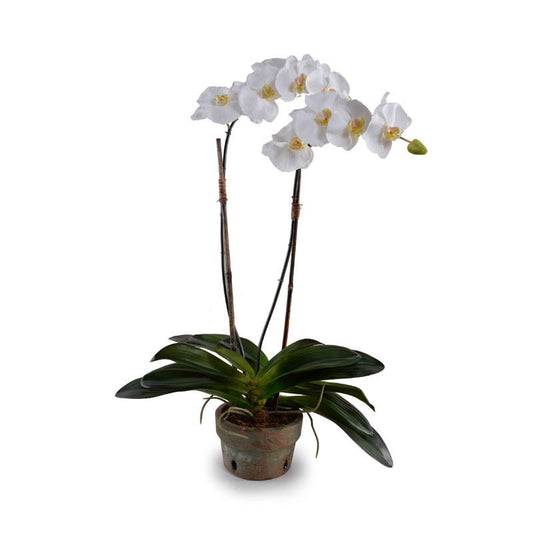 Phalaenopsis Orchid in Rustic Terracotta