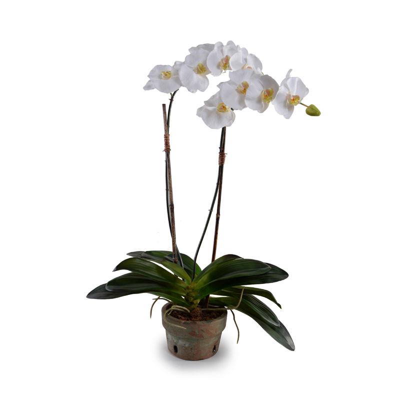 Phalaenopsis Orchid (Duplicate)