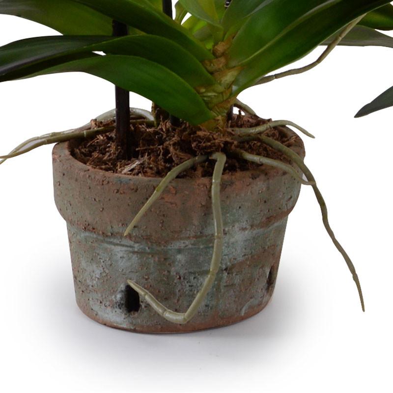 Phalaenopsis Orchid (Duplicate)