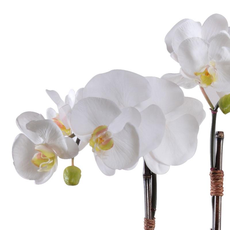 Phalaenopsis Orchid (Duplicate)