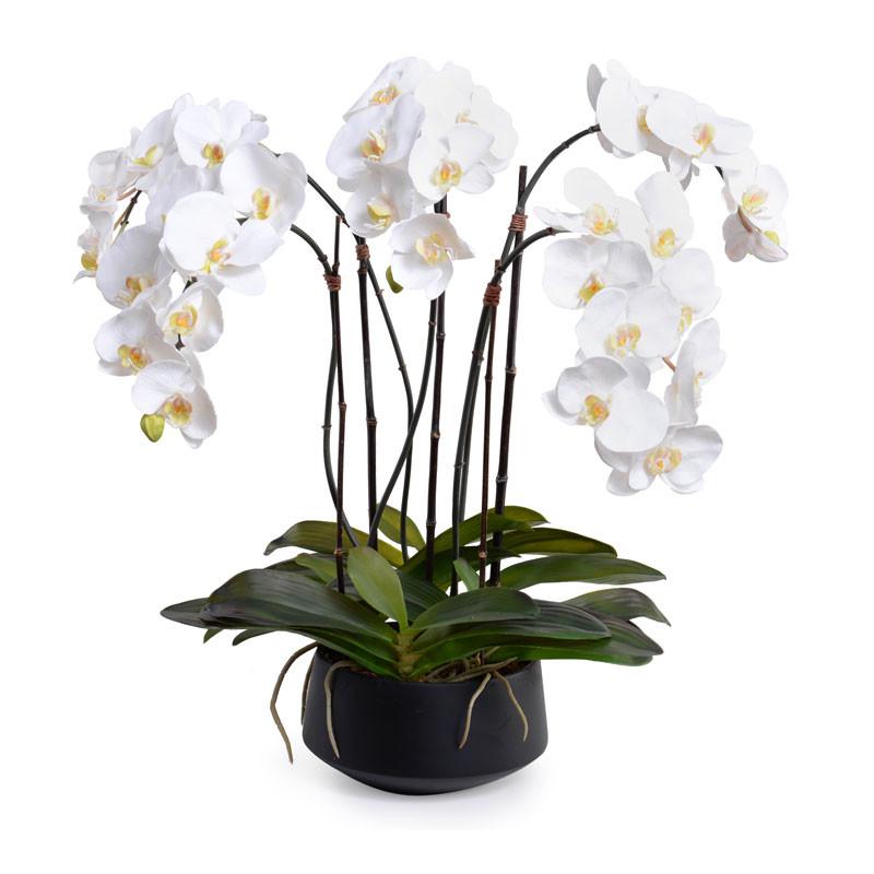 Phalaenopsis Orchid