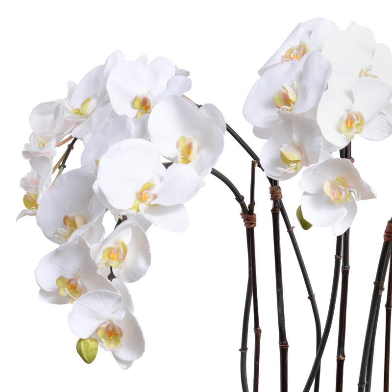 Phalaenopsis Orchid