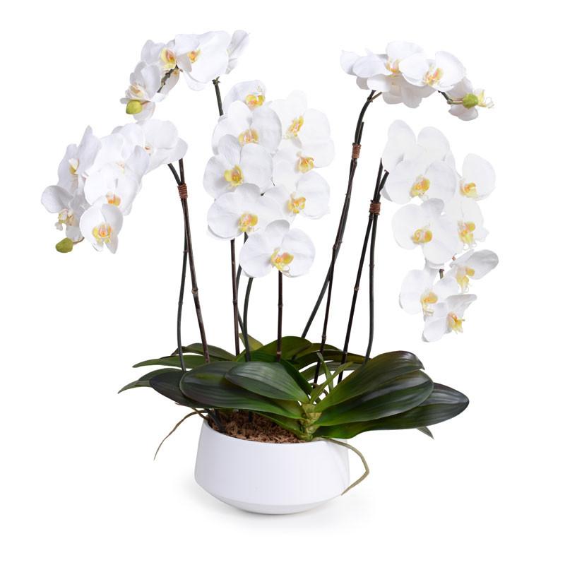Phalaenopsis Orchid