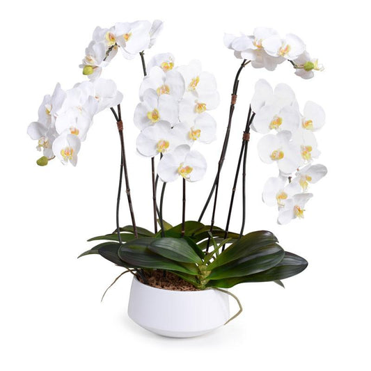Phalaenopsis Orchid