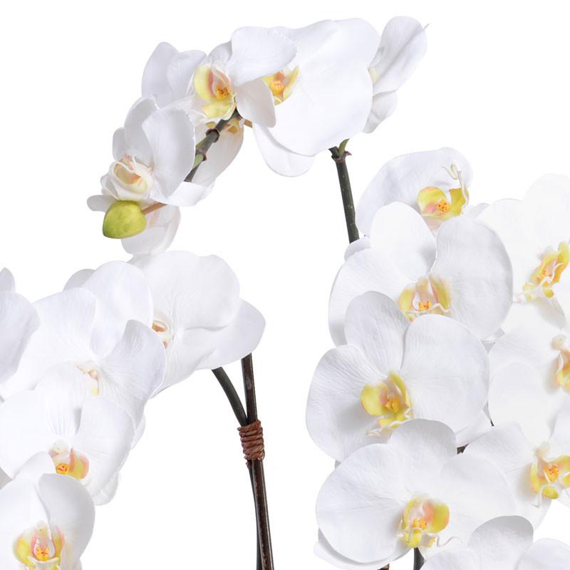 Phalaenopsis Orchid