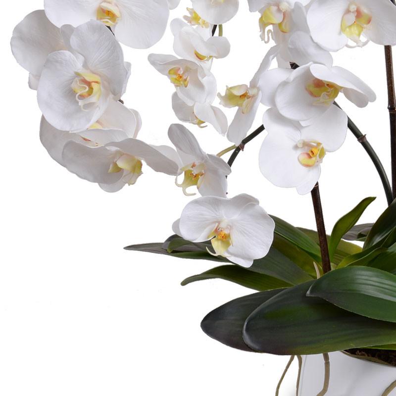 Phalaenopsis Orchid
