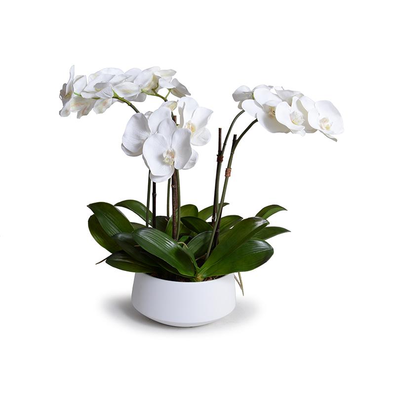 Phalaenopsis Orchid Centerpiece