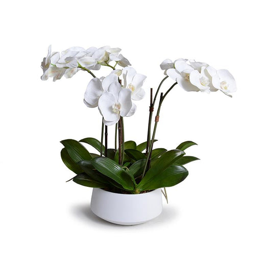 Phalaenopsis Orchid Centerpiece