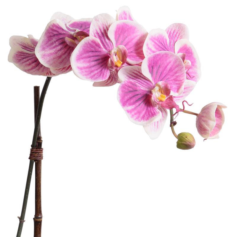 Phalaenopsis Orchid