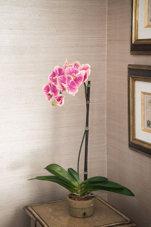 Phalaenopsis Orchid (Duplicate)