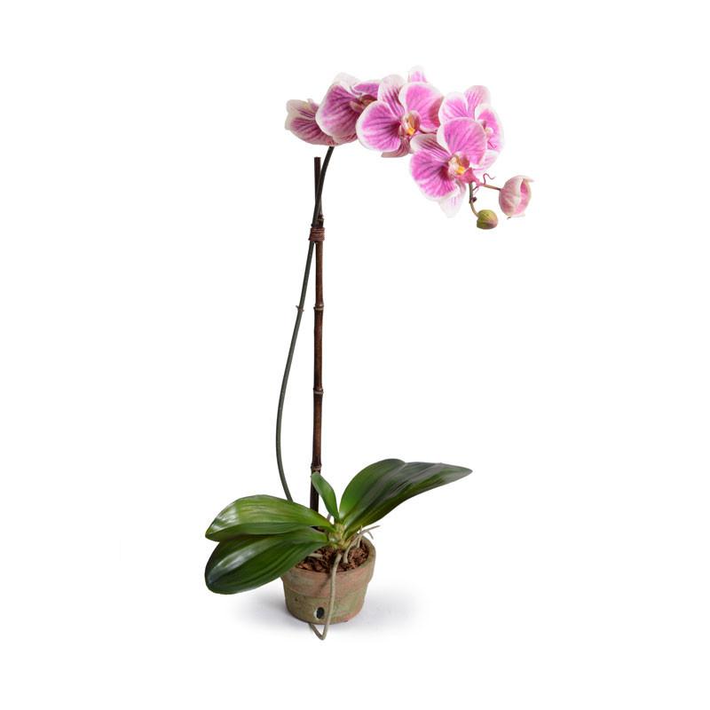 Phalaenopsis Orchid (Duplicate)