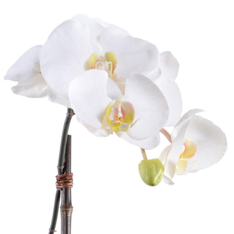 Phalaenopsis Orchid (Duplicate)