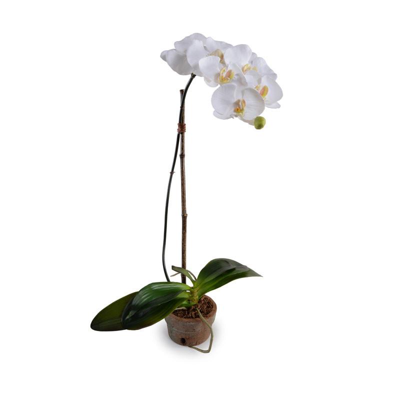 Phalaenopsis Orchid (Duplicate)