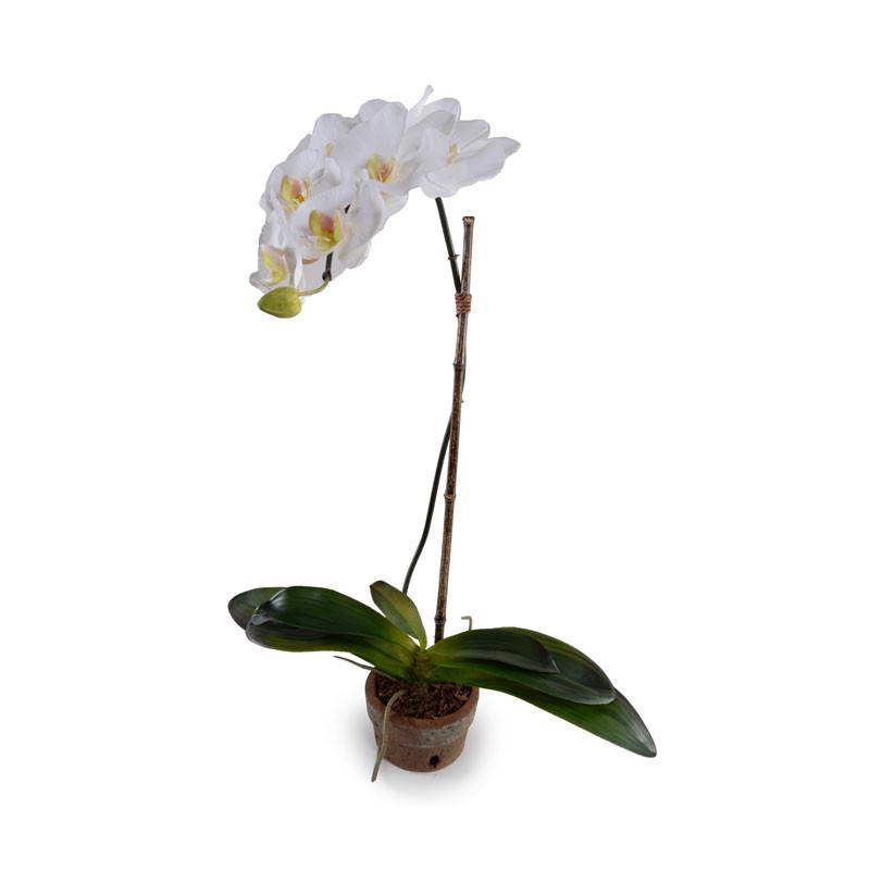 Phalaenopsis Orchid (Duplicate)
