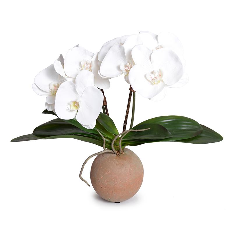 Phalaenopsis Orchid in Terracotta Ball Pot