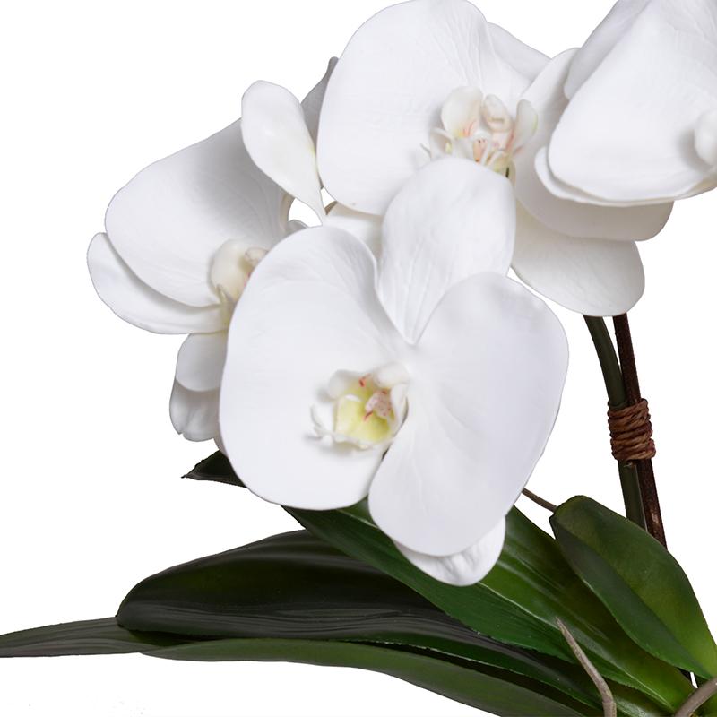 Phalaenopsis Orchid in Terracotta Ball Pot