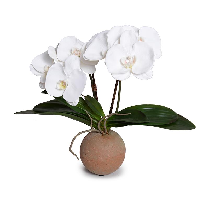Phalaenopsis Orchid in Terracotta Ball Pot