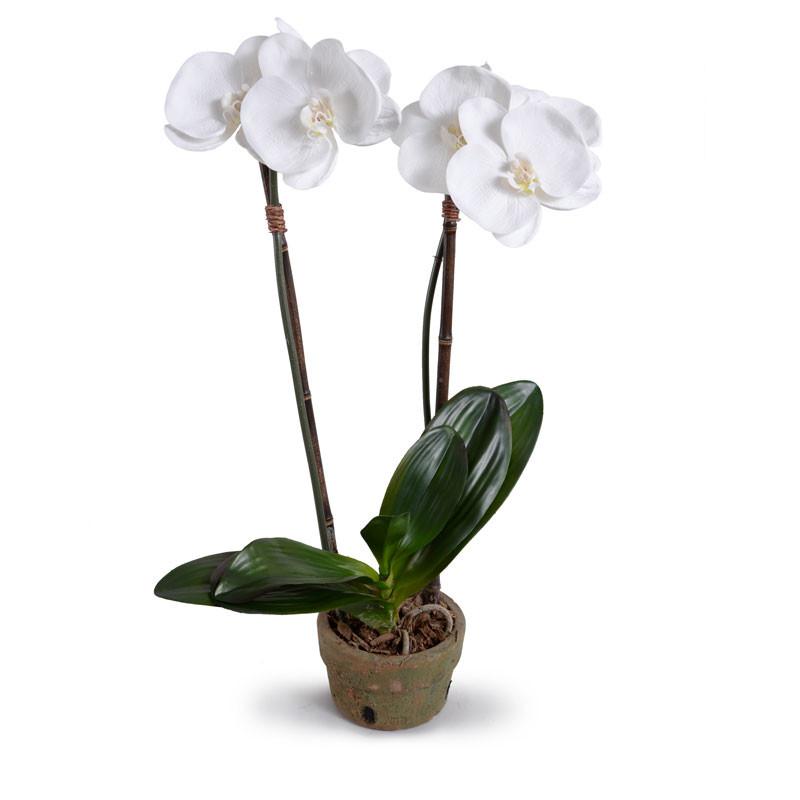 Phalaenopsis Orchid