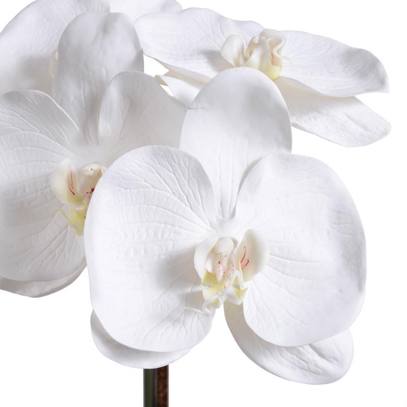 Phalaenopsis Orchid