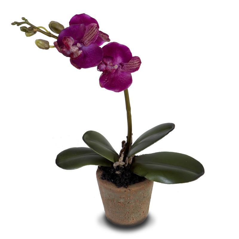 Mini Orchid - Phalaenopsis