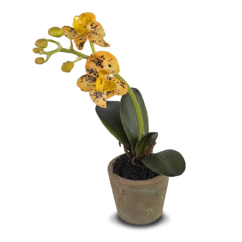 Mini Orchid - Phalaenopsis
