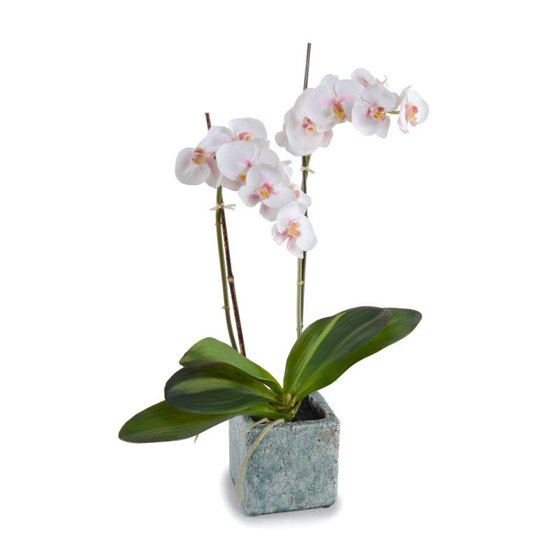 Phalaenopsis