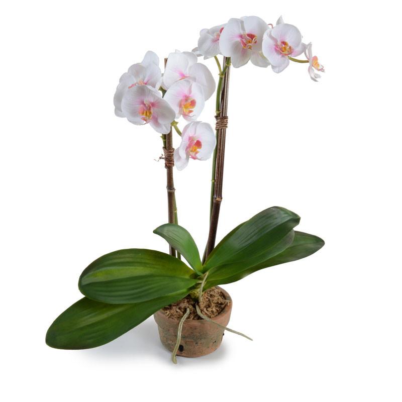 Phalaenopsis