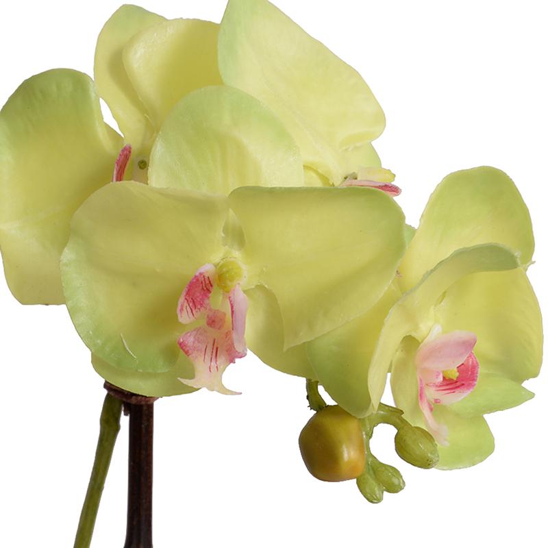 Mini Orchid - Phalaenopsis