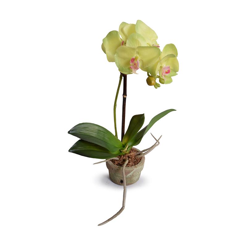 Mini Orchid - Phalaenopsis