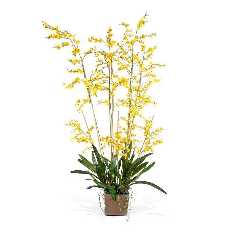 Oncidium Orchid