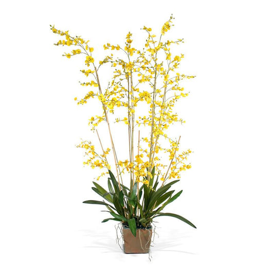 Oncidium Orchid