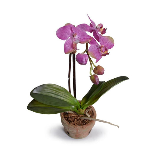 Phalaenopsis Orchid