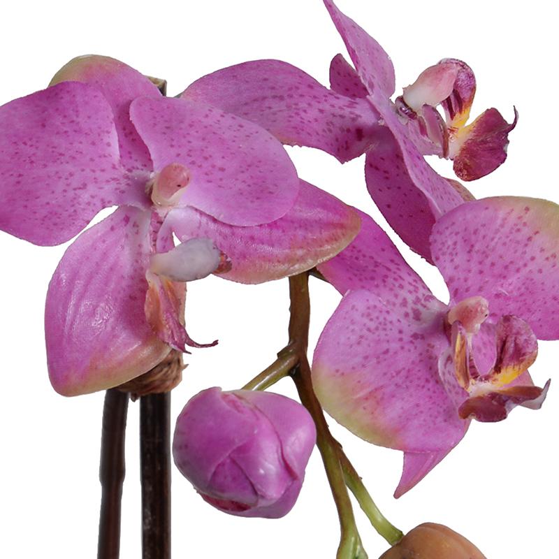 Phalaenopsis Orchid