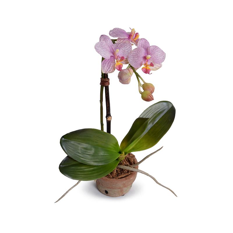Phalaenopsis Orchid