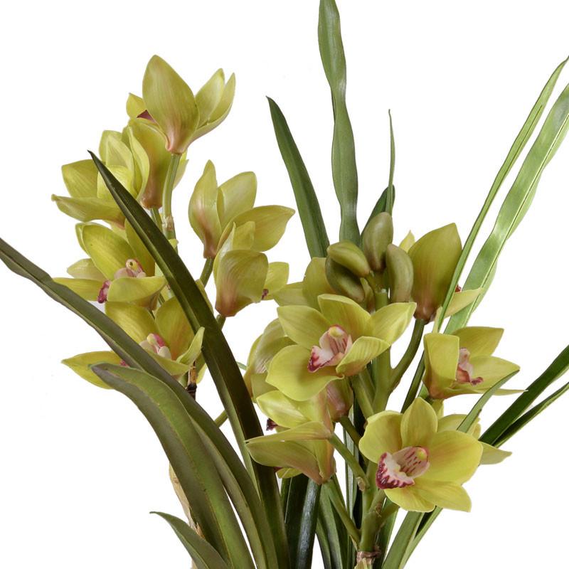 Cymbidium Orchid - New Growth Designs