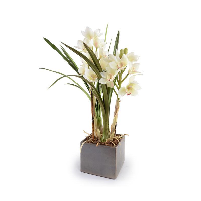 Cymbidium Orchid - New Growth Designs
