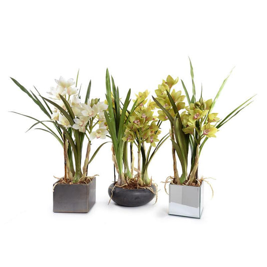 Cymbidium Orchid - New Growth Designs