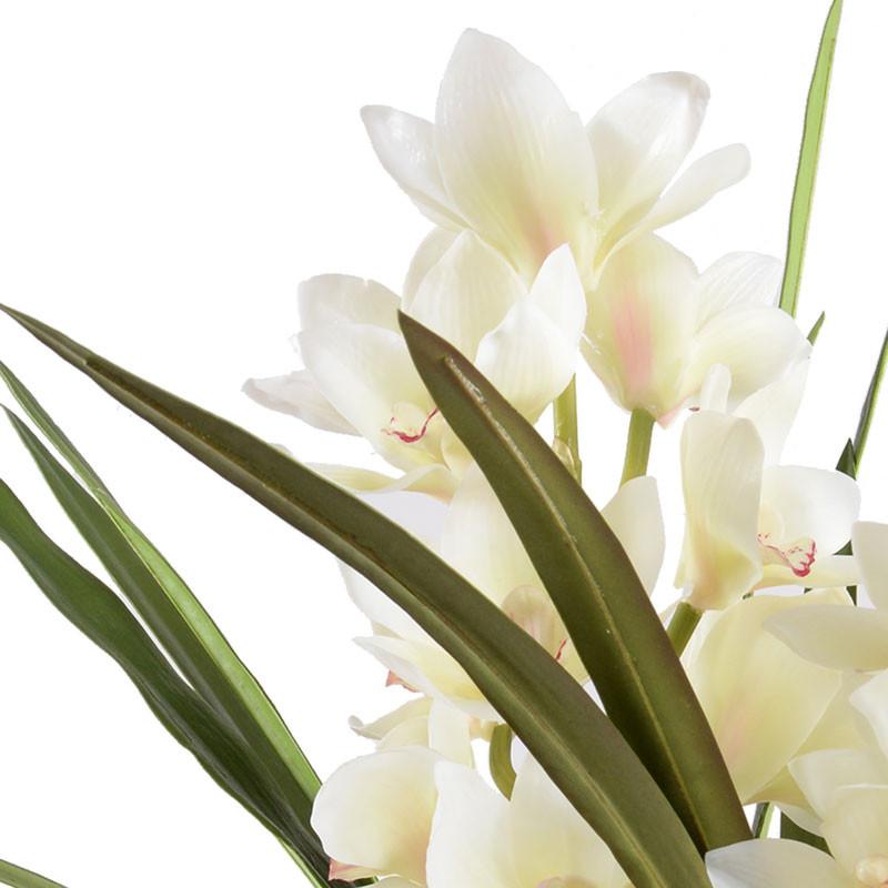 Cymbidium Orchid - New Growth Designs
