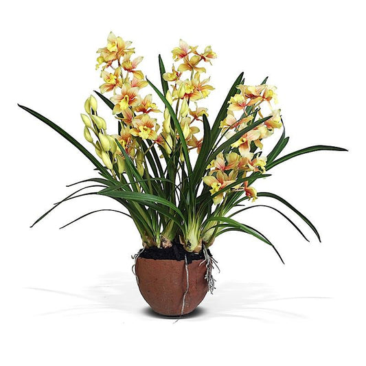 Cymbidium Orchid - New Growth Designs