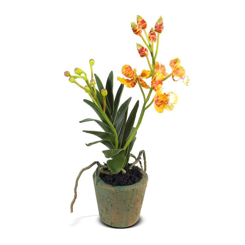 Mini Orchid - Vanda