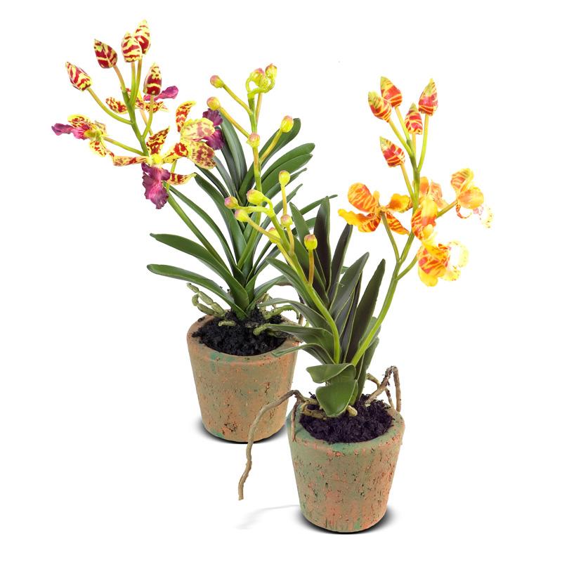 Mini Orchid Assortment