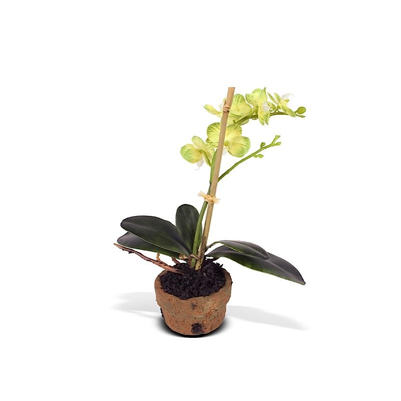 Mini Orchid Assortment