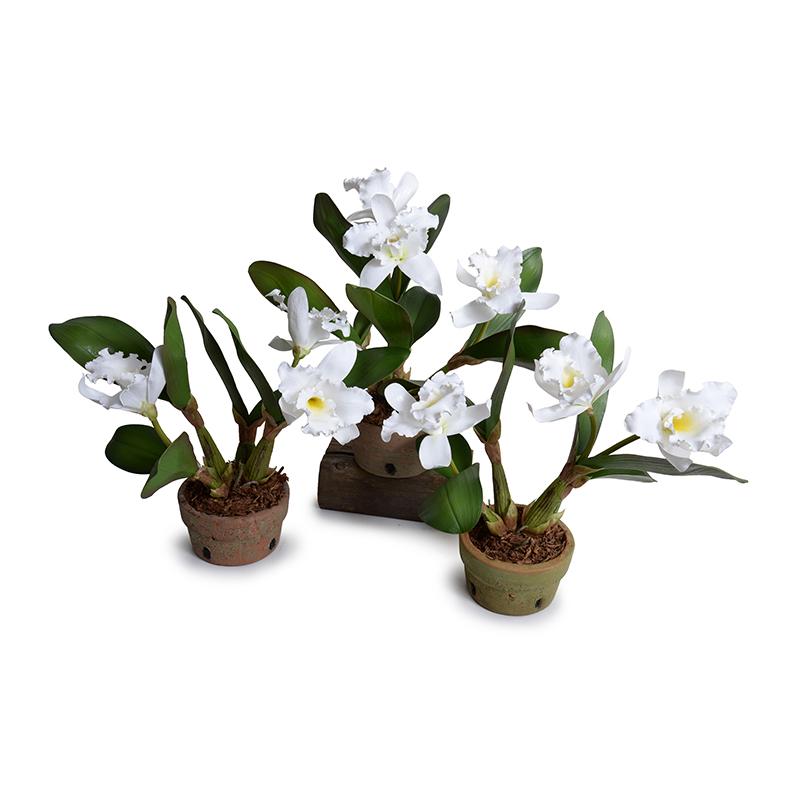 Cattleya Orchid, White - New Growth Designs
