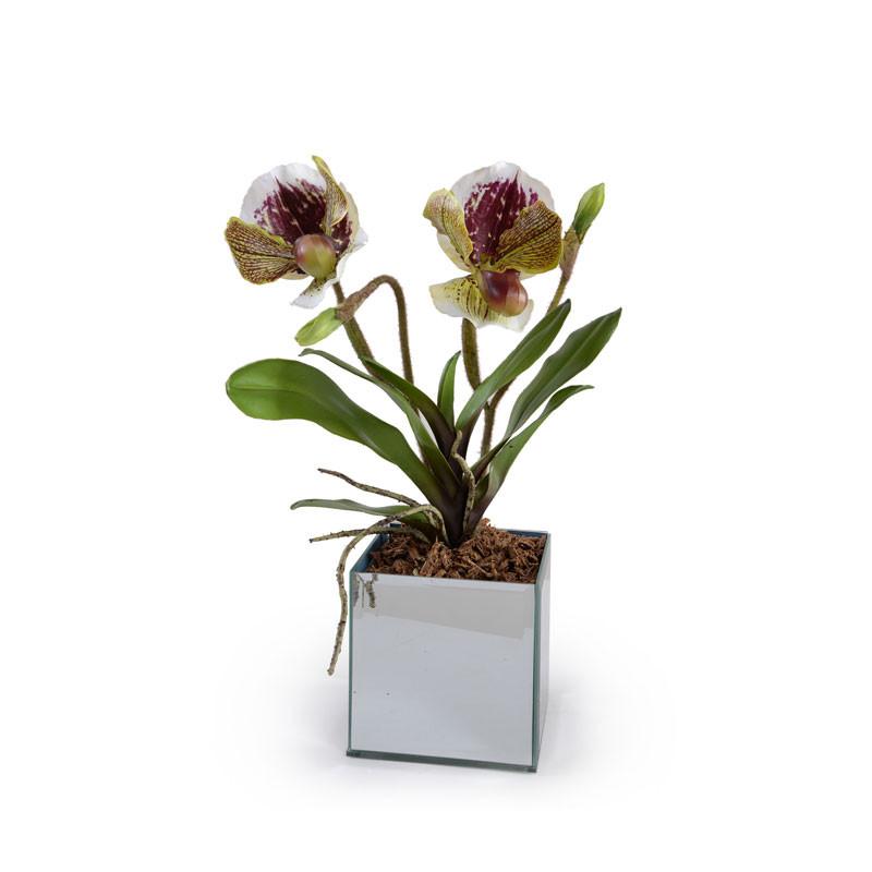 Lady's Slipper Orchid