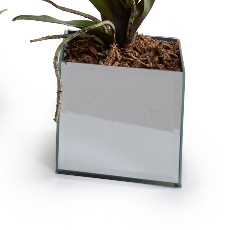 Phalaenopsis Orchid (Duplicate)