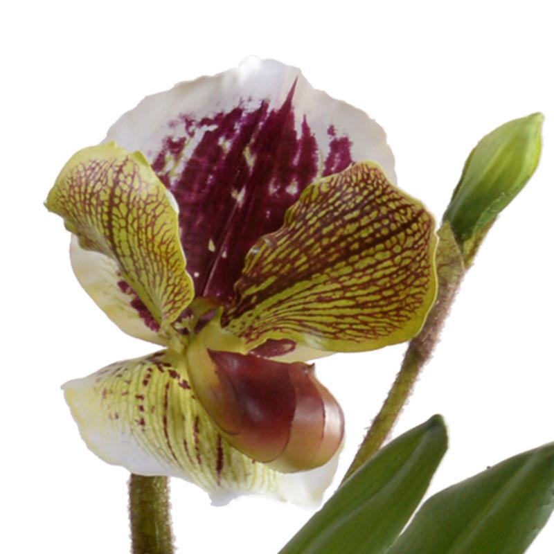 Lady's Slipper Orchids