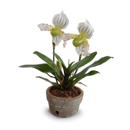 Lady's Slipper Orchid